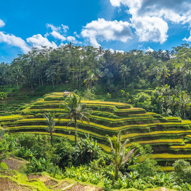 rice terraces in tegalallang